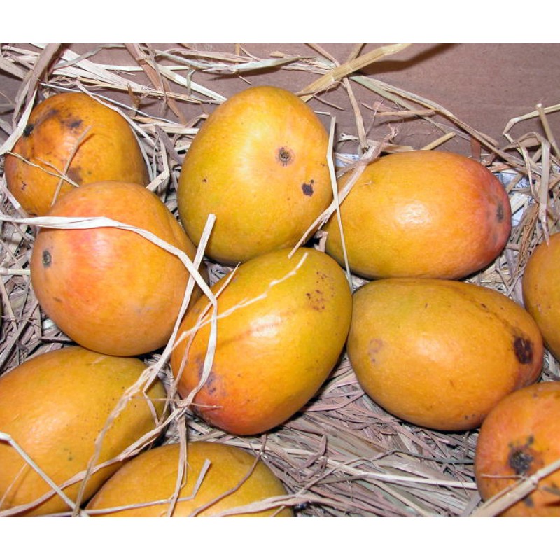 Alphonso Mango