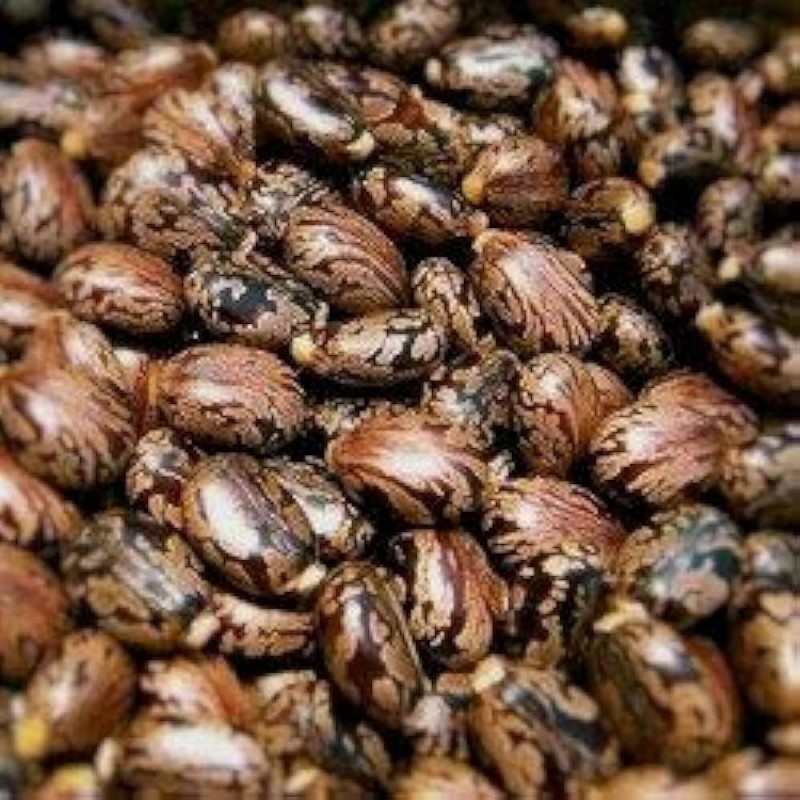 Castor Seed