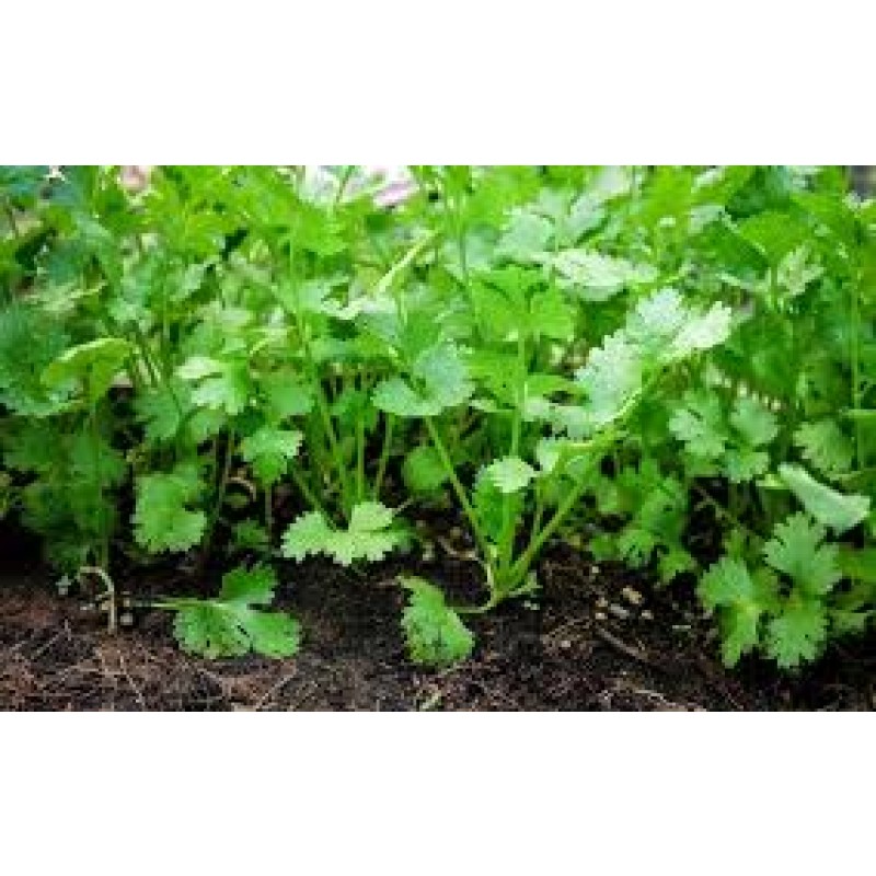 Coriander